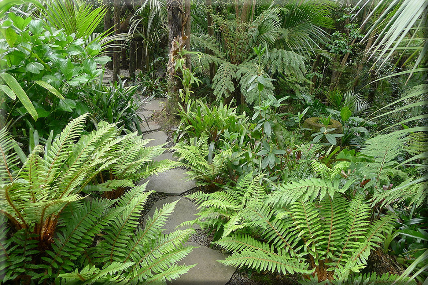 Titirangi garden Fern walk